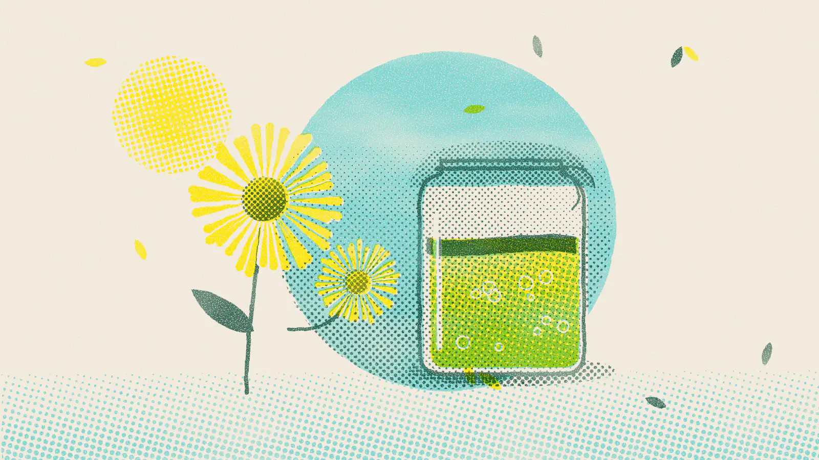 Risograph-style illustration: How to Make Dandelion Tea From Root, Leaf or Flower